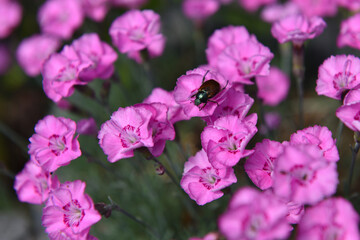 Goździki skalniaki © EwaAF