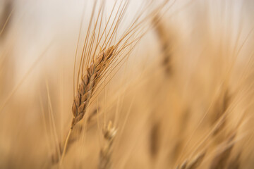 Yellow grain ready for harvest growing in a farm field
