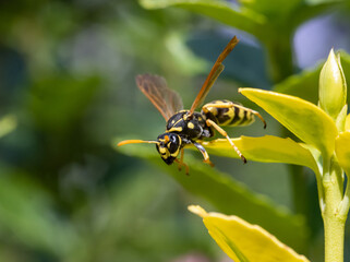 A hunting wasp - Philanthus, Bee-hunters, sitting on flower and watch her victim - honey bee. Bee-killer wasps - Philanthus, close up. - obrazy, fototapety, plakaty