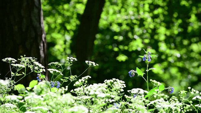 Wildflower Cow Parsley, Anthriscus sylvestris
