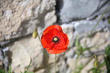 Obraz premium Close-up of a poppy flower against a stone wall background