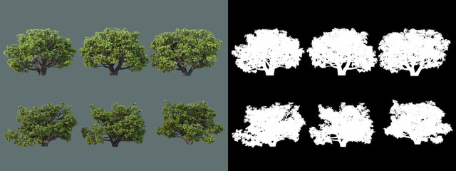 various types of trees
