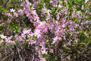 flowers in the garden