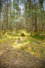 Obraz premium 八ヶ岳連峰 苔の森