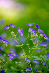 Purple wildflowers in forest at summertime
