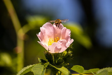 Eine Biene auf einer Blume
