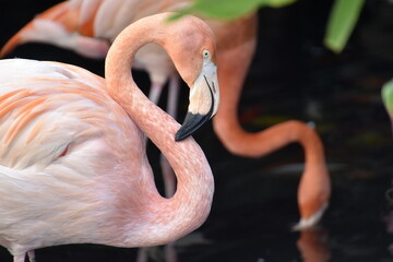 flamant rose