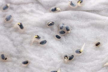 Close-up of basil seeds that have germinated on moist water soaked kitchen towel