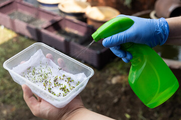 Person watering germinated seeds placed in container with water soaked kitchen towel