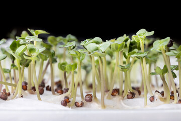 Close-up of Chinese flower cabbage or choy sum vegetable seeds that have germinated on moist water...
