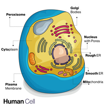 eukaryotic or Animal Cell Structure Illustration.