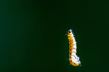 Little caterpillar hanging in the air on a silky line with natural blurred background uses silk cobwebs to climb on trees in yellow with black dots as next generation butterfly after metamorphosis