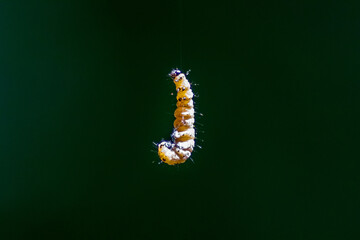 Little caterpillar hanging in the air on a silky line with natural blurred background uses silk cobwebs to climb on trees in yellow with black dots as next generation butterfly after metamorphosis
