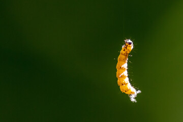 Little caterpillar hanging in the air on a silky line with natural blurred background uses silk...