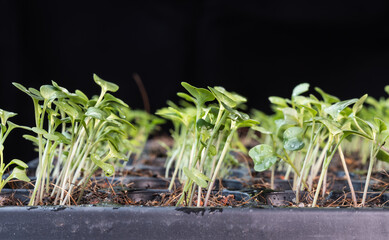 Close-up of Chinese kale baby vegetable in rows on seeding germination tray