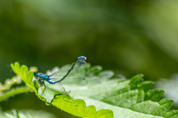 Blue dragonfly damselfly odonata with filigree wings and slim body as insect invertebrate in summer...