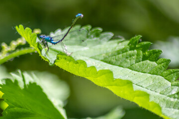 Blue dragonfly damselfly odonata with filigree wings and slim body as insect invertebrate in summer...