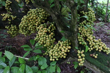 Tasty Baccaurea motleyana on Tree