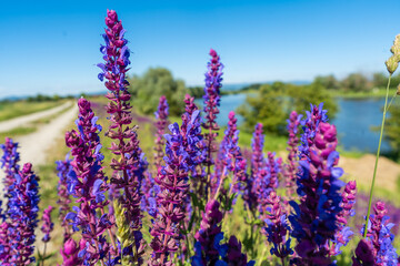 Lila Blumen an der Donau