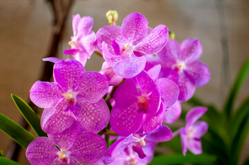 purple orchid flowers