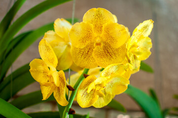yellow orchid flower