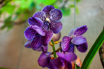 purple orchid flowers