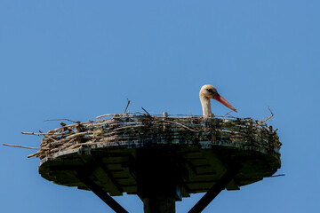 Stork brooding on nest with blue sky