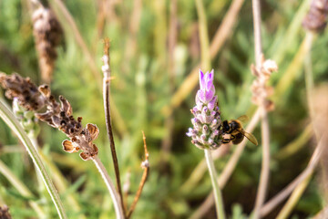 Close-up of a bee pollinating a lavender flower.