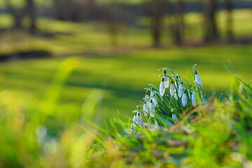 grass and snowdrops 