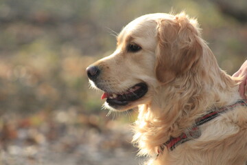 Golden retriever