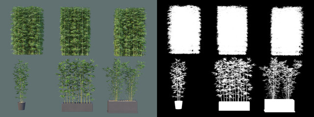 various types of bamboo
