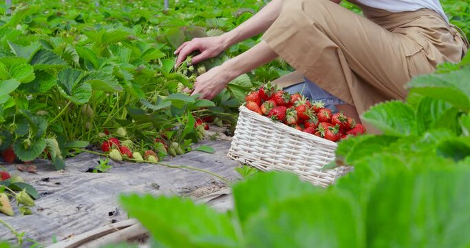 Female gardener in protective apron squatting at greenhouse for picking ripe organic strawberries. Young woman using white wicker basket for new harvest. 