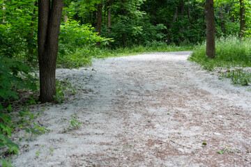 poplar fluffy path in the forest