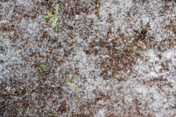 texture of ground with fluff on it