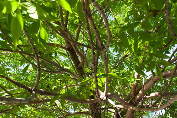 green leaves on a tree