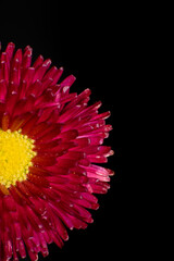 Różowy kwiat gerber na czarnym tle © Paweł Kacperek