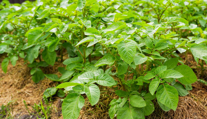 Organic gardening. Gardens with green potatoes. Potatoes growing on the ground. Potato leaves close up.