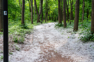 forest road covered with poplar fluff, allergy season