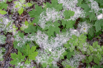 grass buried in poplar fluff, concept of  land grab by spring allergens