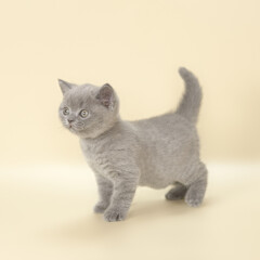 Blue grey kitten on the beige studio background