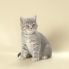 Fototapeta na wymiar Blue spotted kitten on the beige studio background