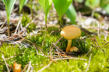 Yellow summer mushrooms in sunlight on a background of green moss and herbs. Natural background.