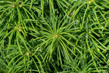 Tapeta - igliwie po deszczu intensywnie zielona struktura wzór 