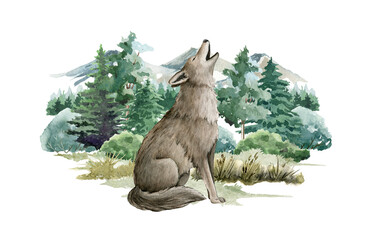 Wolf animal in forest landscape. Watercolor illustration. Wild howling wolf in forest scene. Festive print image. Furry grey animal in wild forest herbs, bushes and fir trees. Side view forest animal © anitapol