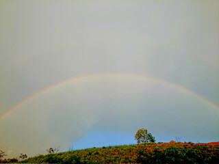 rainbow over field