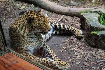 Leopard Panthera pardus resting in zoo park