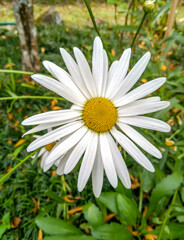 daisy in the garden