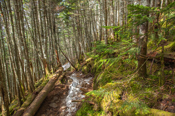 八ヶ岳連峰　登山道