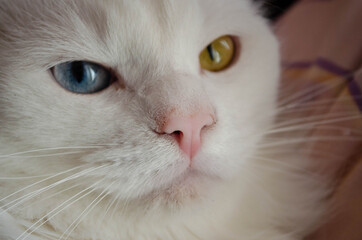 portrait of a cat with different eyes