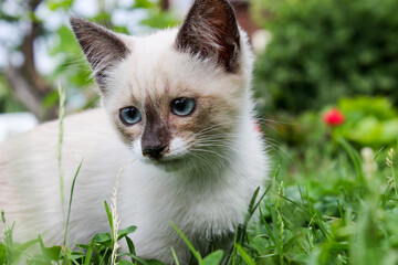 A white kitten on the lawn with blue eyes.